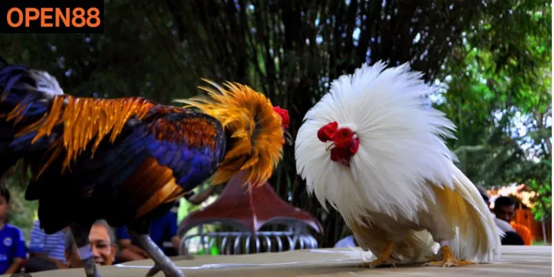 Đá Gà Là Gì? Cùng Open88 Khám Phá Bộ Môn Thú Vị Này