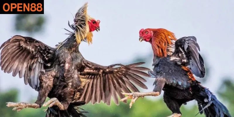 Phân tích chiến kê trước trận giúp dễ thắng